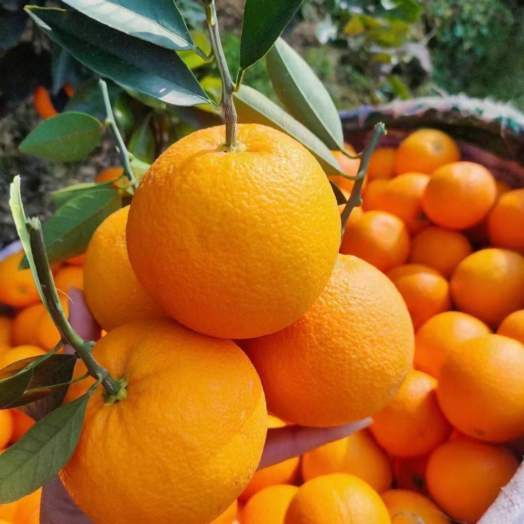 （粉丝福利）湖北纽荷尔脐橙香甜爽新鲜应季水果甜橙