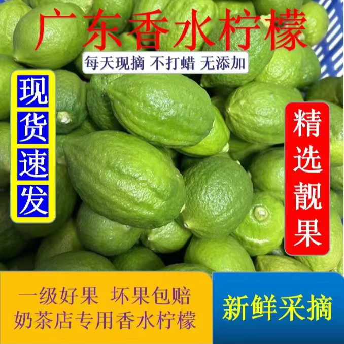 广东江门香水柠檬新鲜采摘无籽奶茶店专用商用手打精选现货