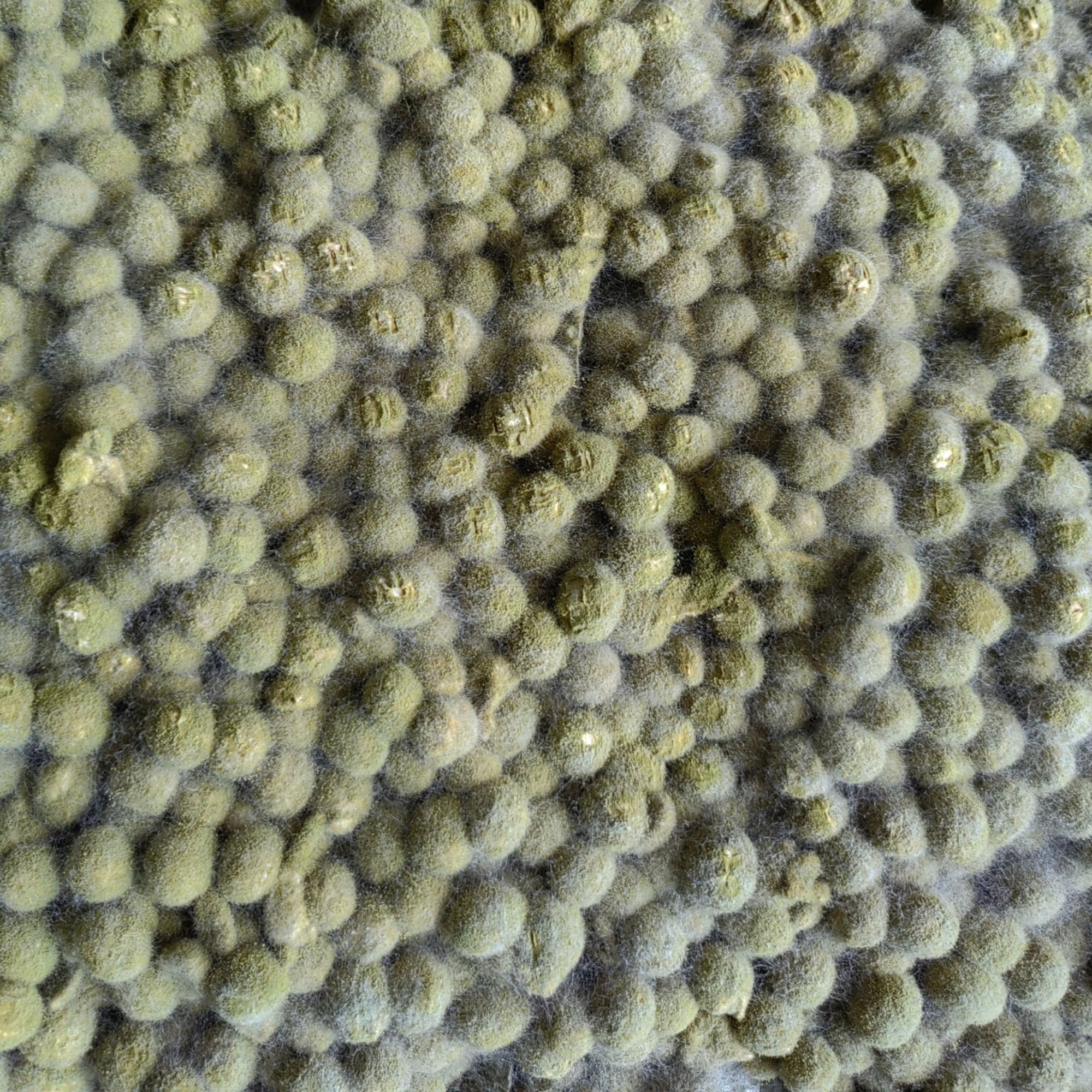 手工制作正宗发酵霉黄豆捂黄豆
