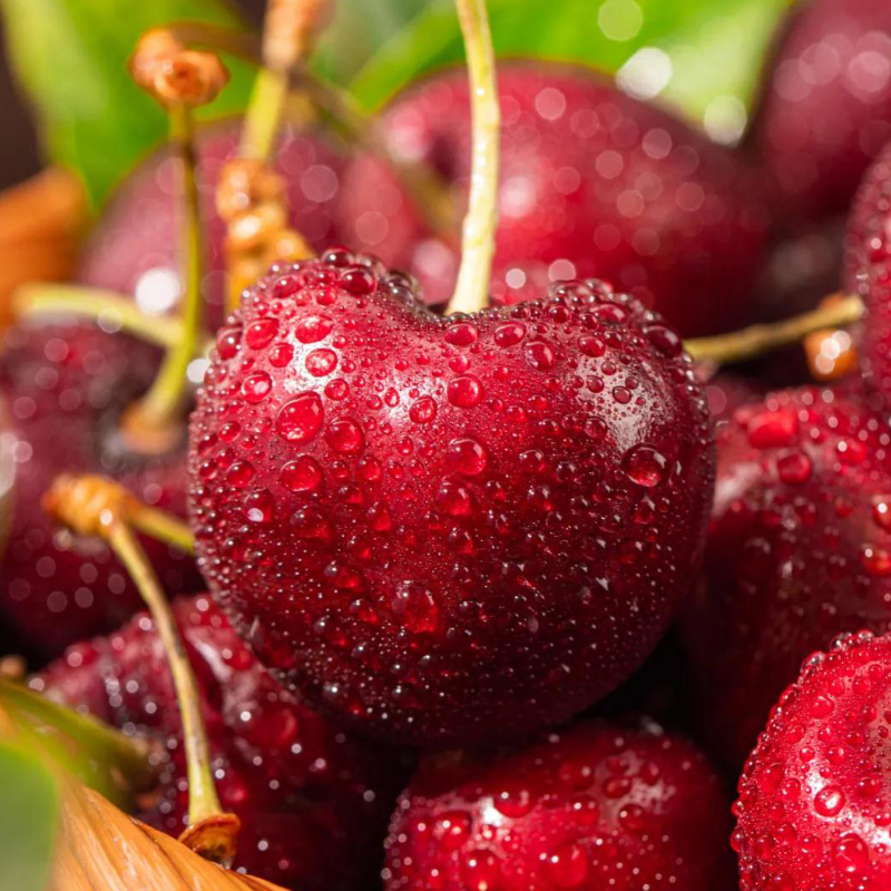 【主播严选车厘子】【4JD黑车】果黑把绿 新鲜多汁 礼盒包装 净重5斤装内附果径卡 海运 XL桑提娜智利