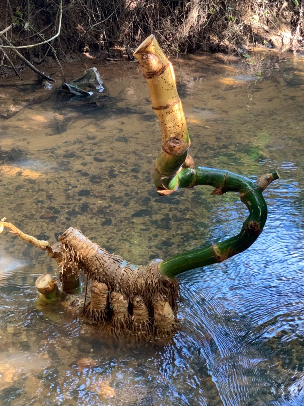 正宗名贵小叶簕竹盆景直播间一物一拍