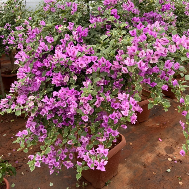 彩色三角梅雪紫玫红绿樱苏瓦纳不甜西瓜甜西瓜暗斑系列盆栽地栽