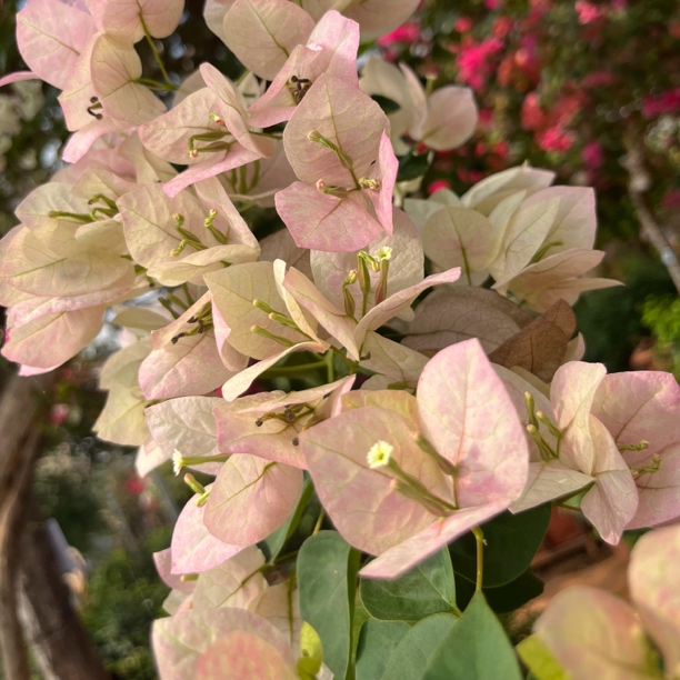 彩色三角梅老桩盆栽地栽抗病强好养活