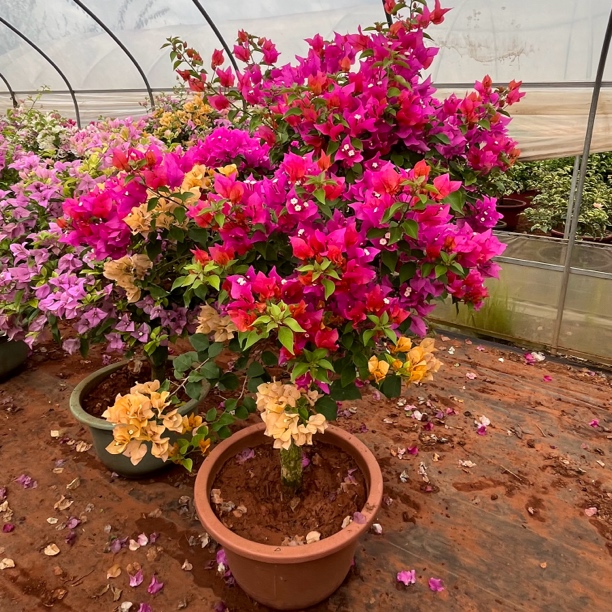 彩色老桩三角梅盆栽地栽抗病强好养活