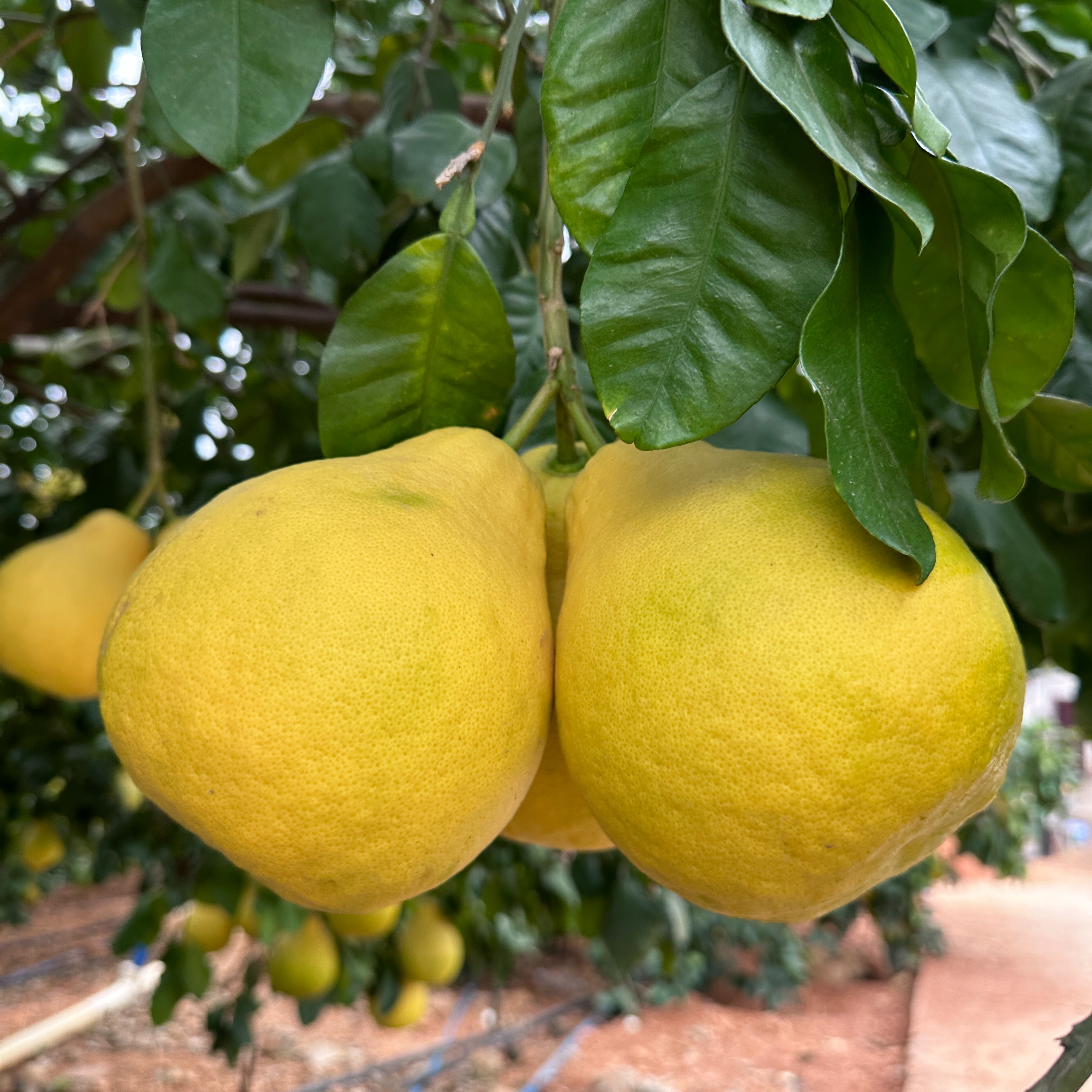 广东韶关长坝沙田柚新鲜水果纯甜老树柚子特产优品清甜爽口浓郁