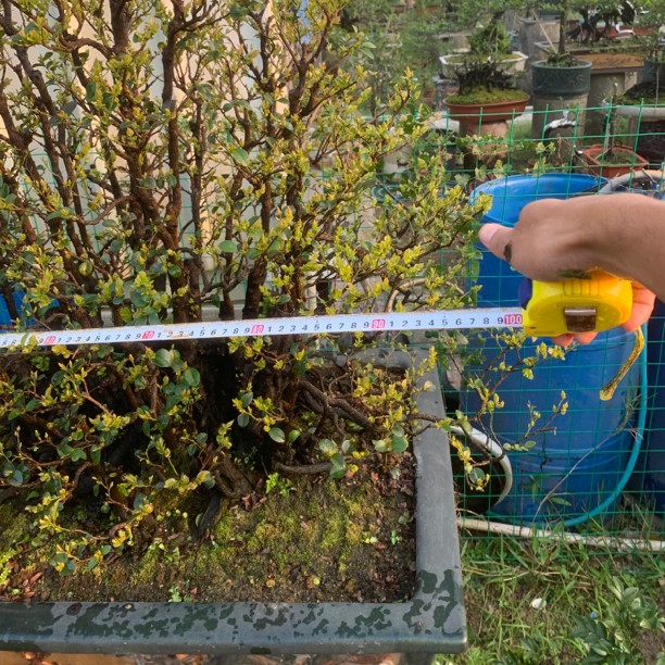 坤少直播。黑骨茶，龙船花，山格木等一物一拍