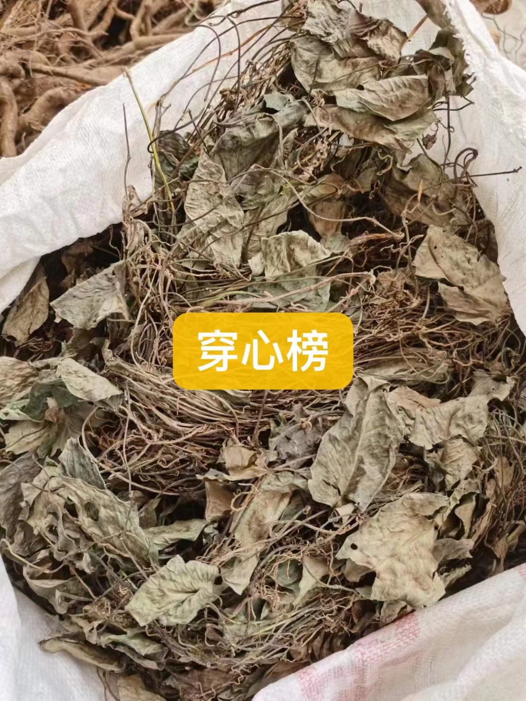 农村大山 穿心榜 菜根  煮水 煲汤 100/250g