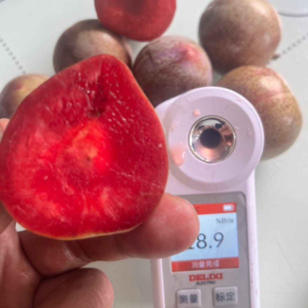 早熟杏李新品种：蜥蜴蛋李子苗