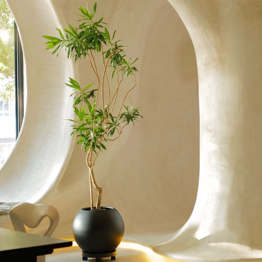 金心百合竹大盆栽室内好养植物除甲醛金边老桩龙血树网红客厅绿植