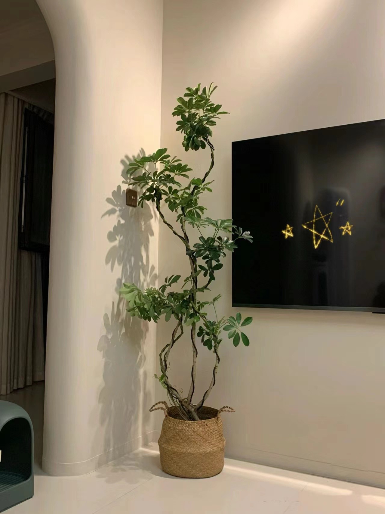 造型鸭脚木客厅大盆栽鸭掌木鹅掌柴室内落地式大型四季常青绿植物