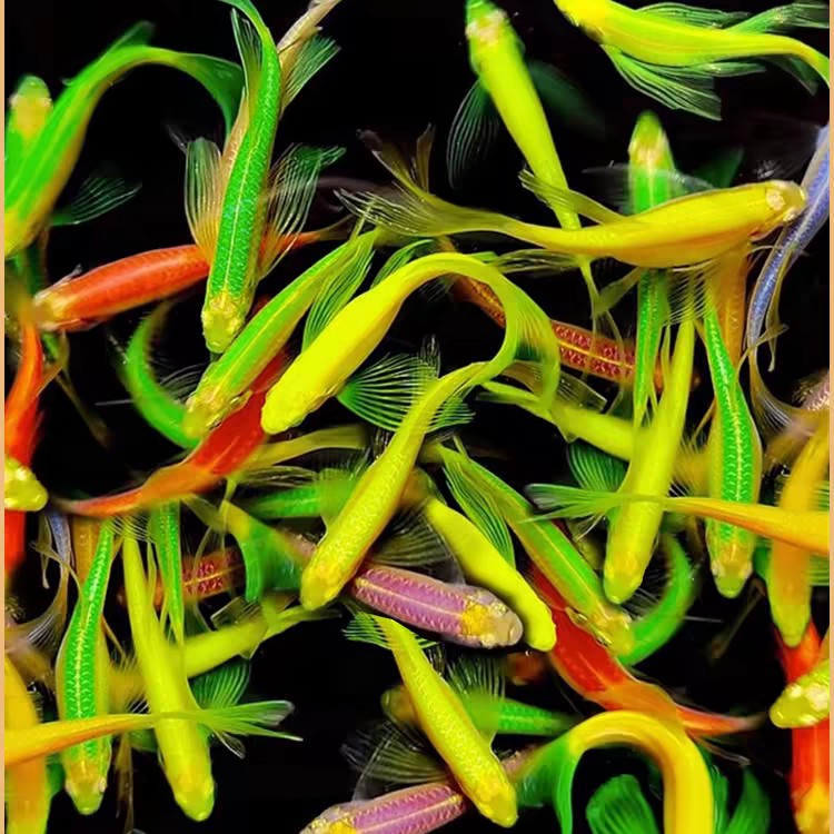 陕西发货蝶翼斑马成鱼长尾小型淡水观赏鱼好养耐活皮实可冷水鱼