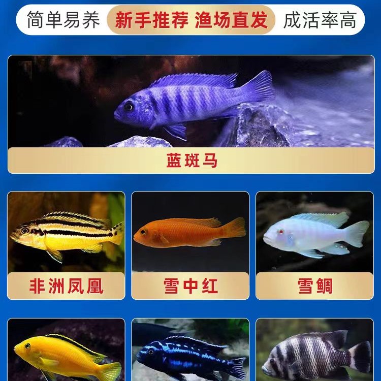 陕西发货三湖瓷雕群游热带淡水观赏鱼可繁殖活体养殖颜色艳丽群游