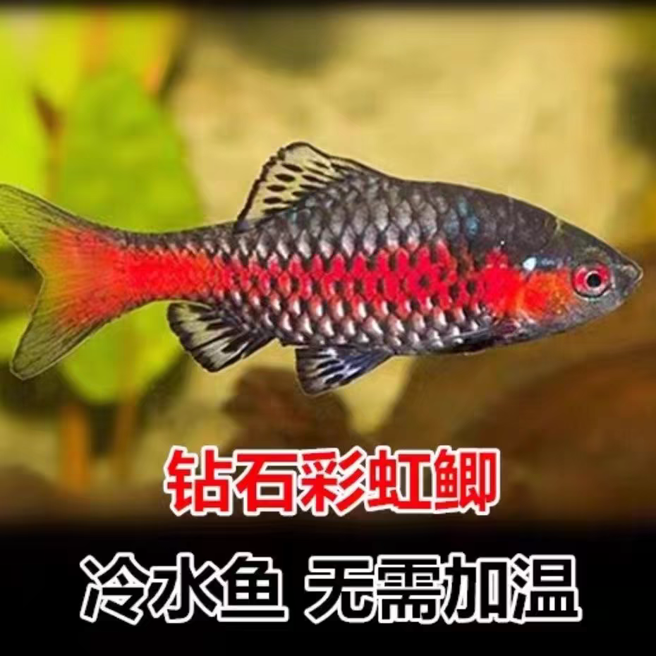 包邮钻石彩虹鲫卡通鱼原生观赏鱼好养耐活不加温群游鱼皮实发色快