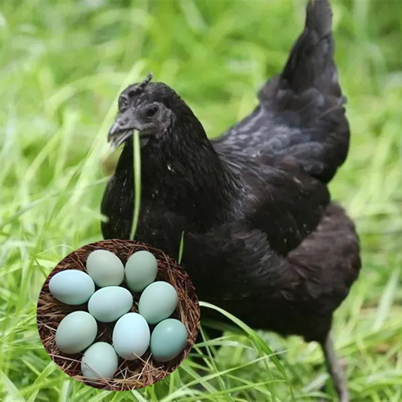 色香味美五黑 鸡绿壳蛋鸡肉质煲汤鲜美