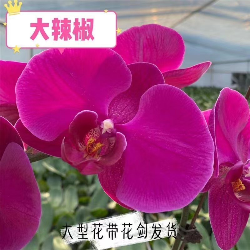 （单剑大辣椒）蝴蝶兰~（叶片可能会开裂，介意勿拍）高档、美观室内