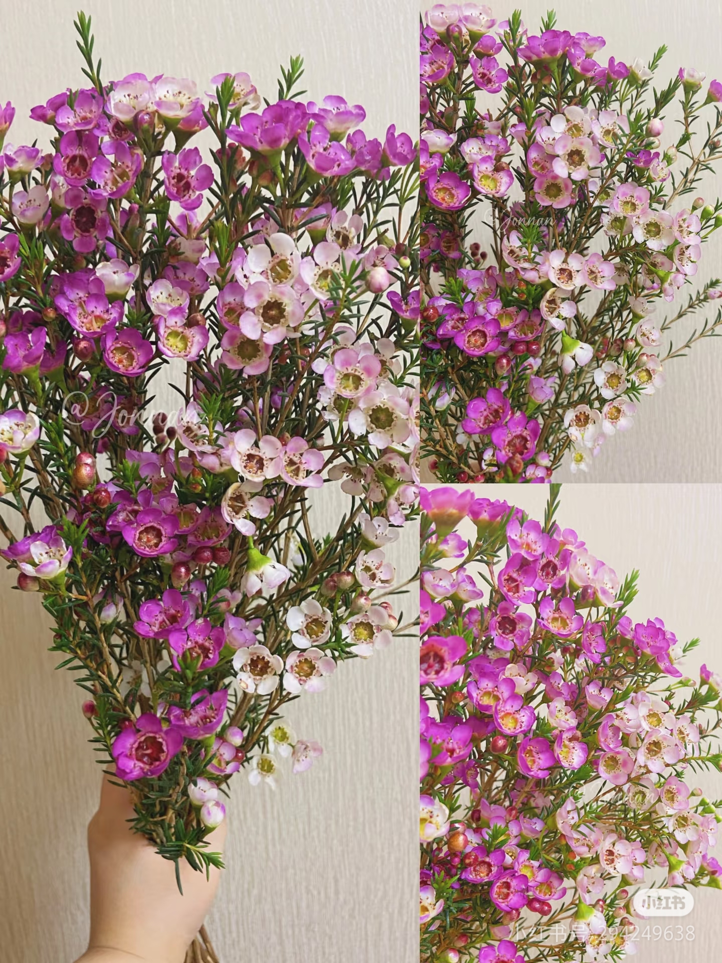 云南鲜花澳洲腊梅鲜花粉色红色蓝色水养鲜切花卉