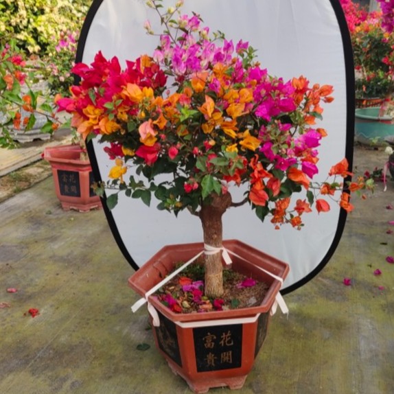 四季循环开花爬藤泰国雀三角梅阳台庭院盆栽花卉原盆原土木架发货