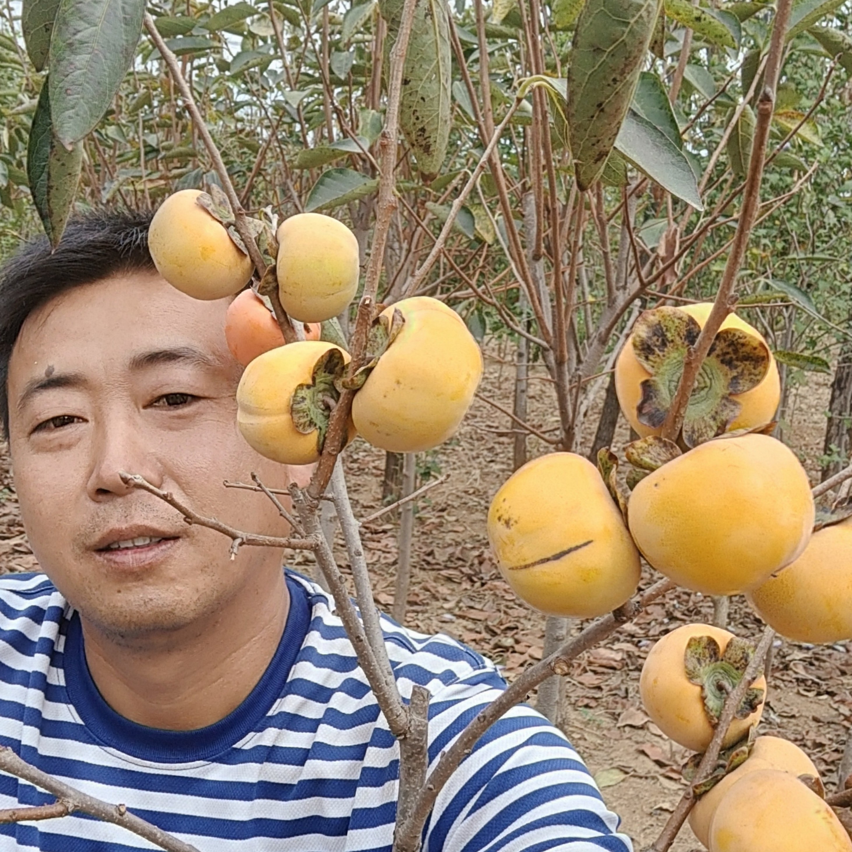 一物一拍花卉绿植盆栽地栽