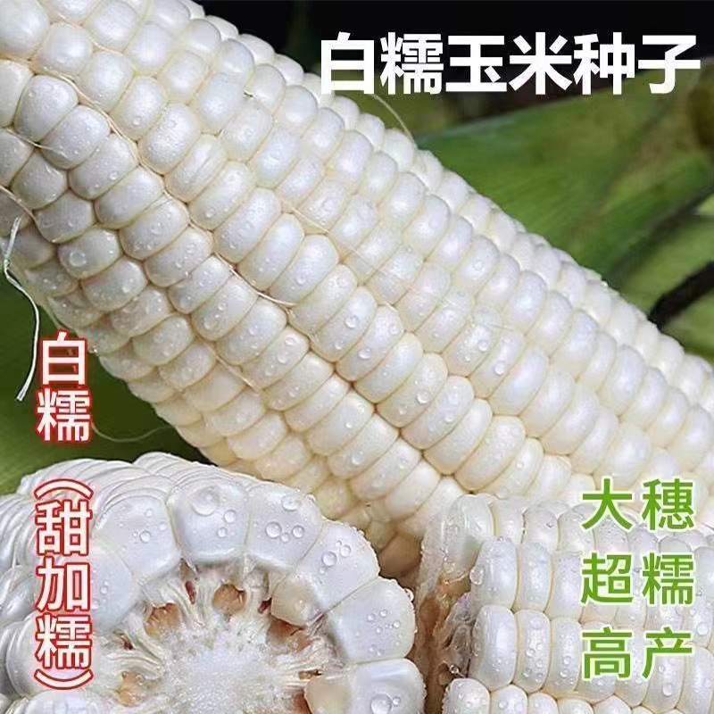 【白檽甜玉米种子】高产矮杆大棒四季播玉米非转基因超甜糯玉米种子