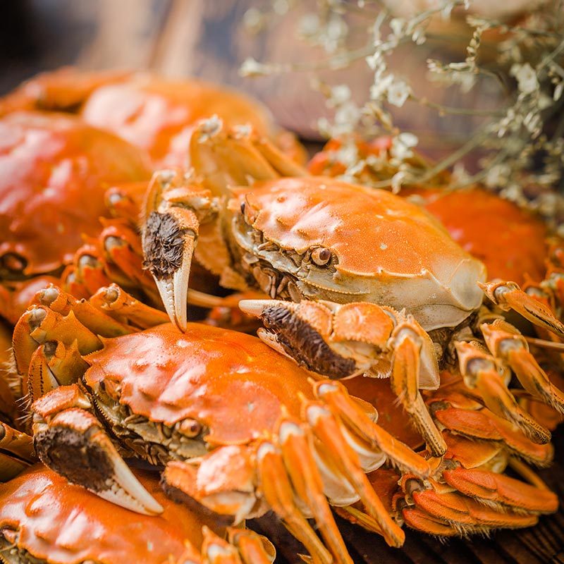 精品全母大闸蟹10只装 2.5两左右（死蟹包赔）