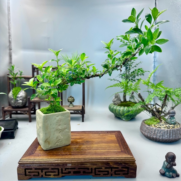 飘枝六月雪带花盆好养绿植盆景的开花植物盆栽室内