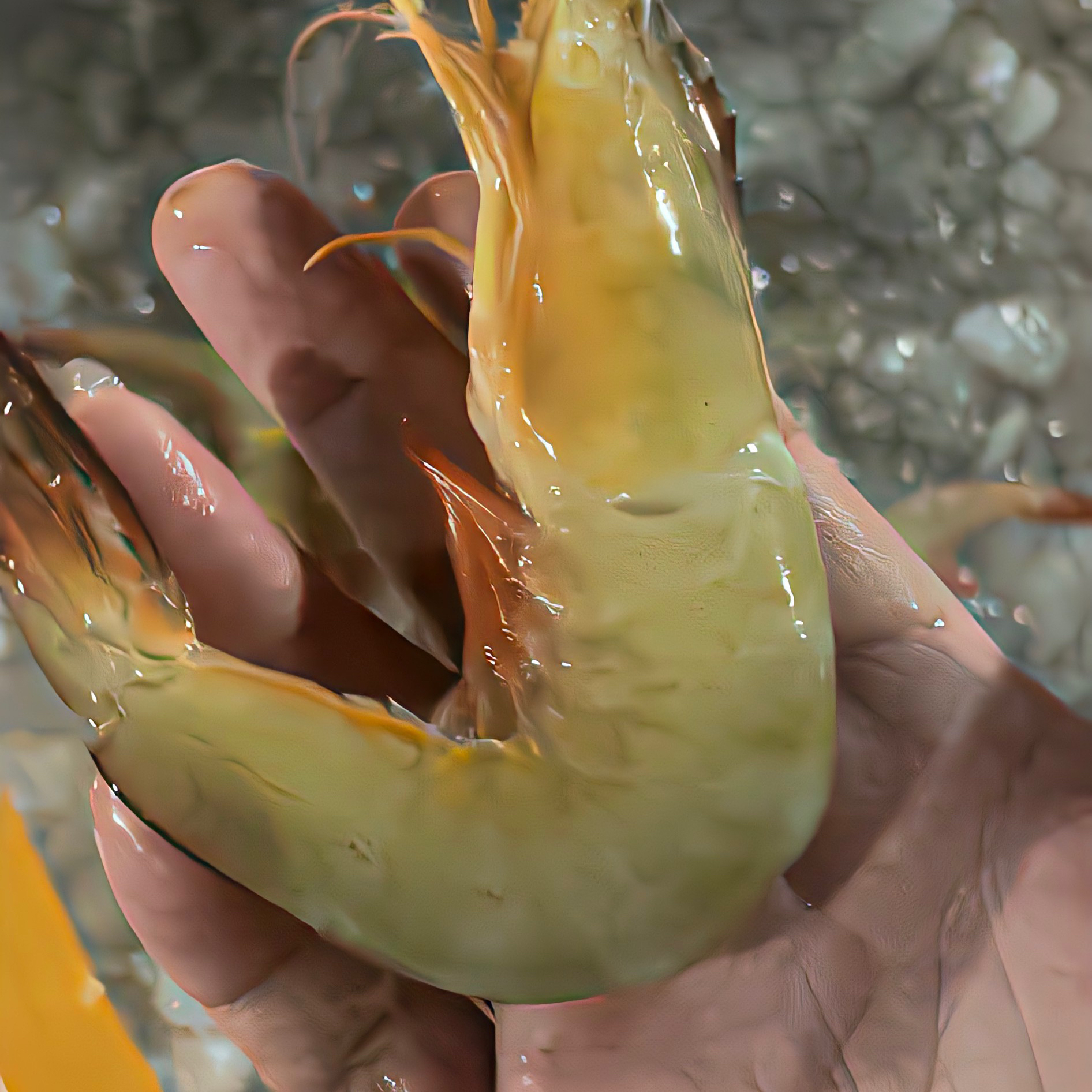 惠来神泉本港白刺虾3盒广东省包邮