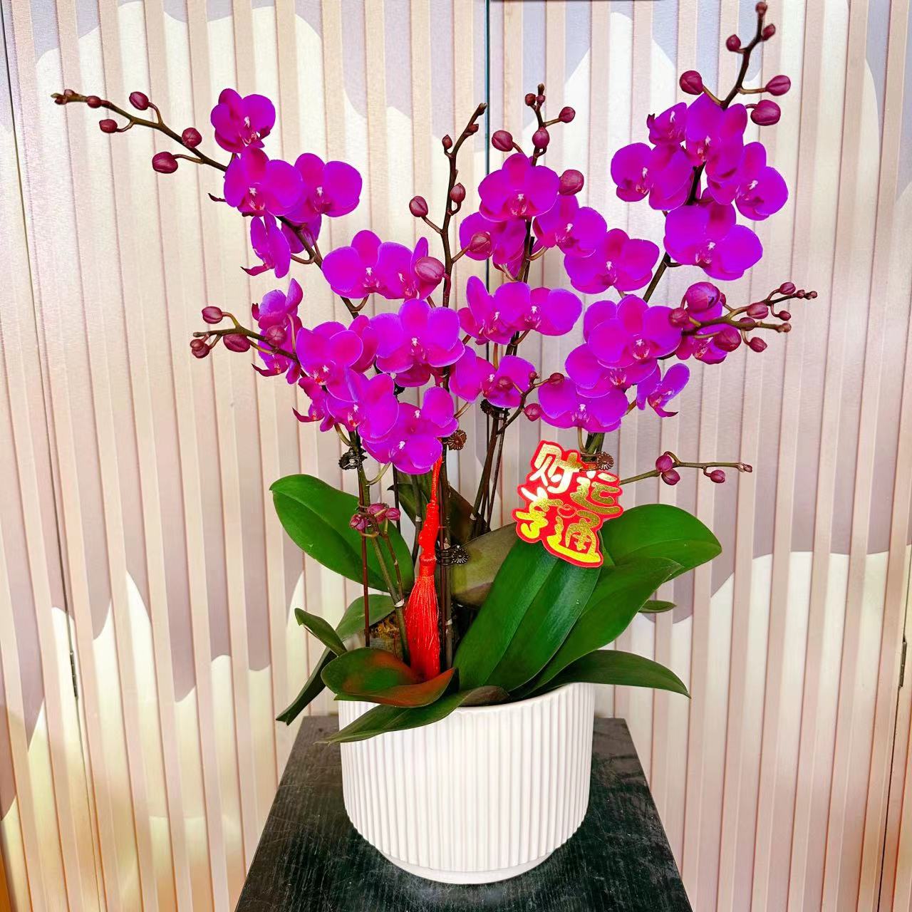 《满天红》精选蝴蝶兰带花苞兰花耐寒叶片碧绿带花苞兰花容易成活率