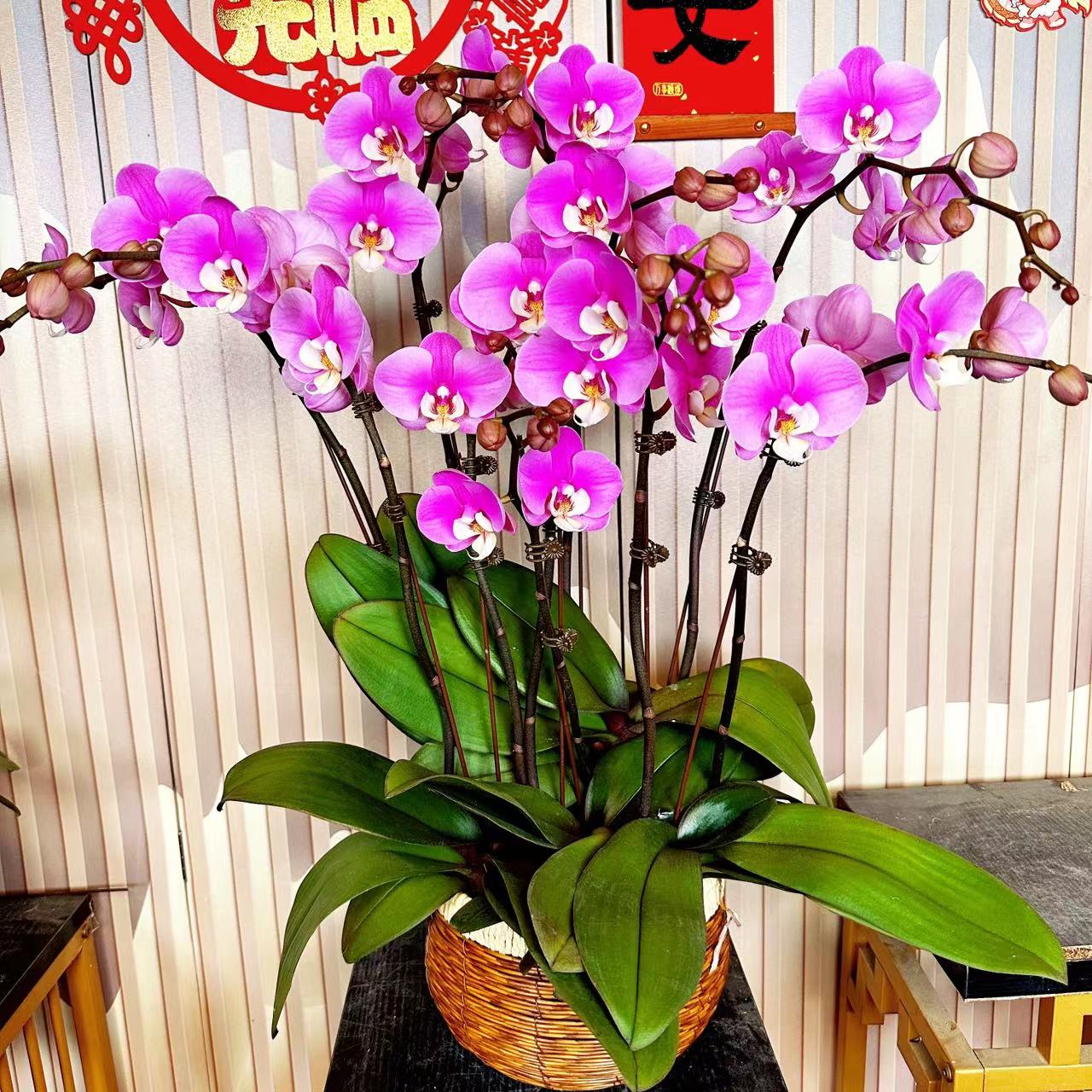 《安娜》精选蝴蝶兰带花苞兰花耐寒叶片碧绿带花苞兰花容易成活率