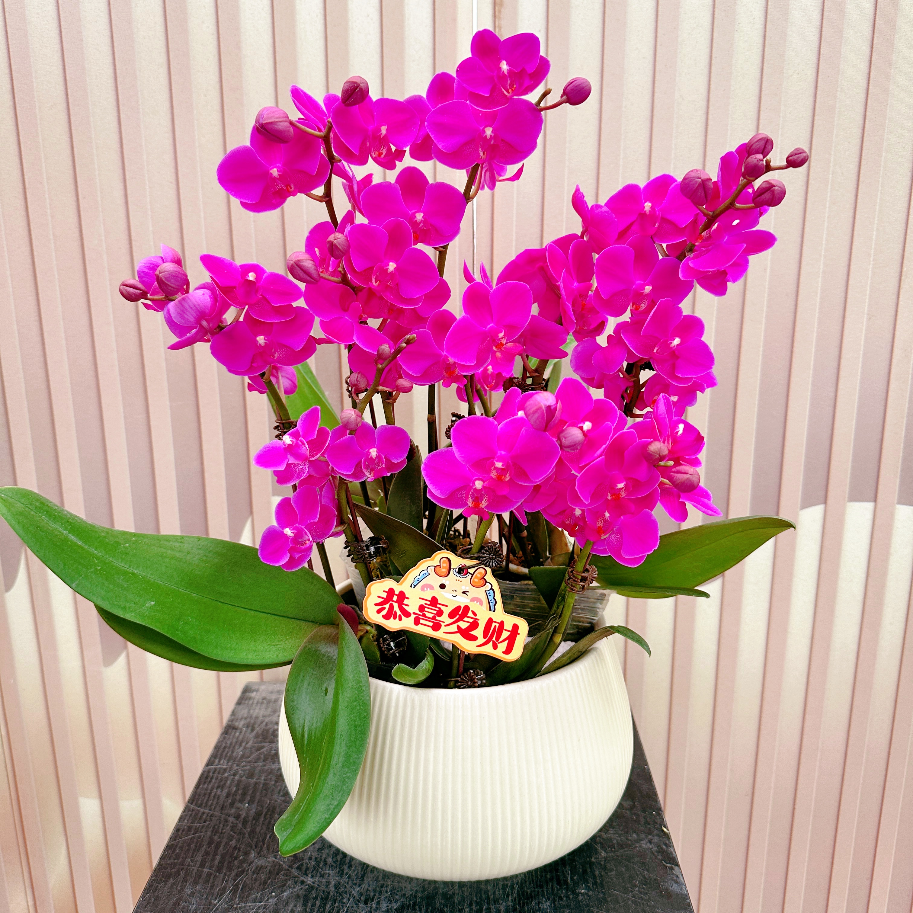 《满天红》精选蝴蝶兰带花苞兰花耐寒叶片碧绿带花苞兰花容易成活率