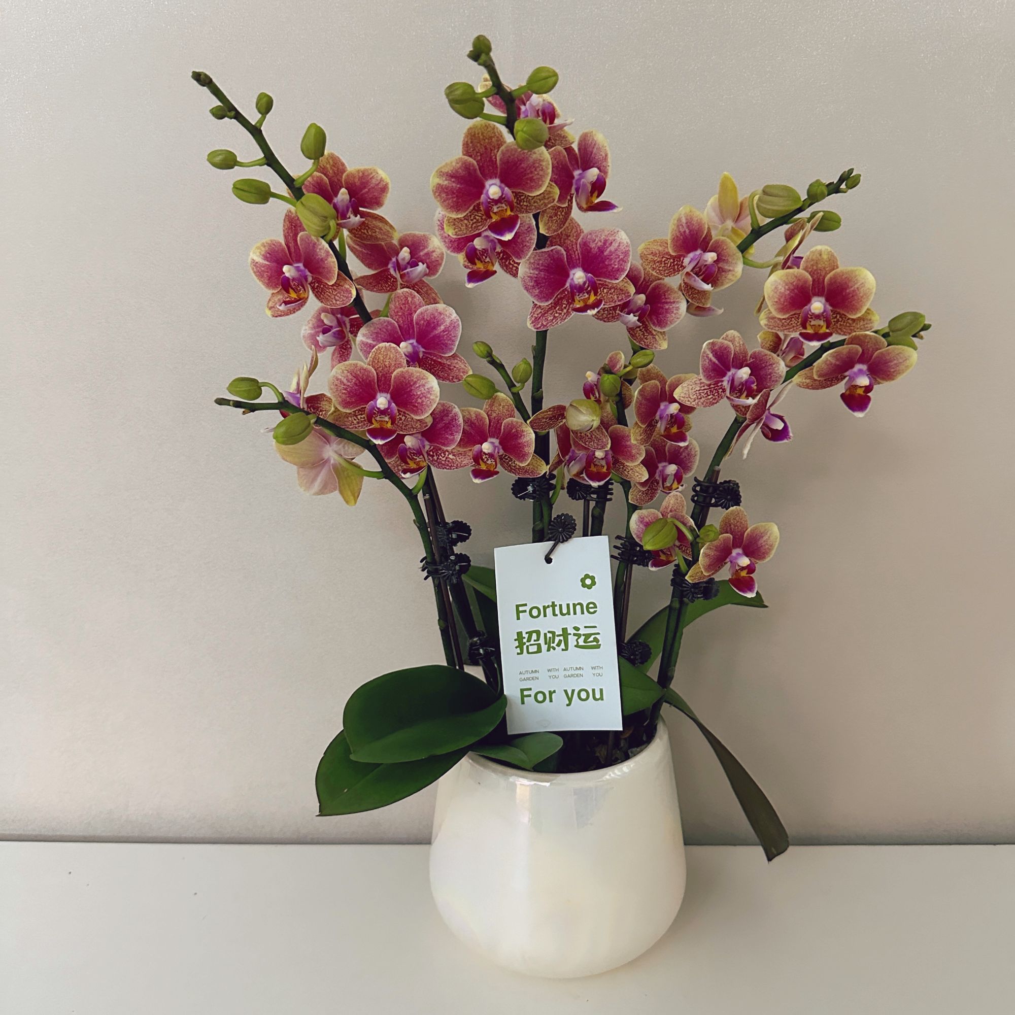 《金蝶》精选蝴蝶兰带植株兰花叶片碧绿 带花苞兰花容易 成活率基地