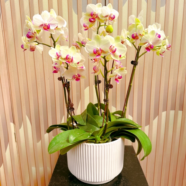 《绿熊》精选蝴蝶兰带花苞兰花耐寒叶片碧绿带花苞兰花容易成活率