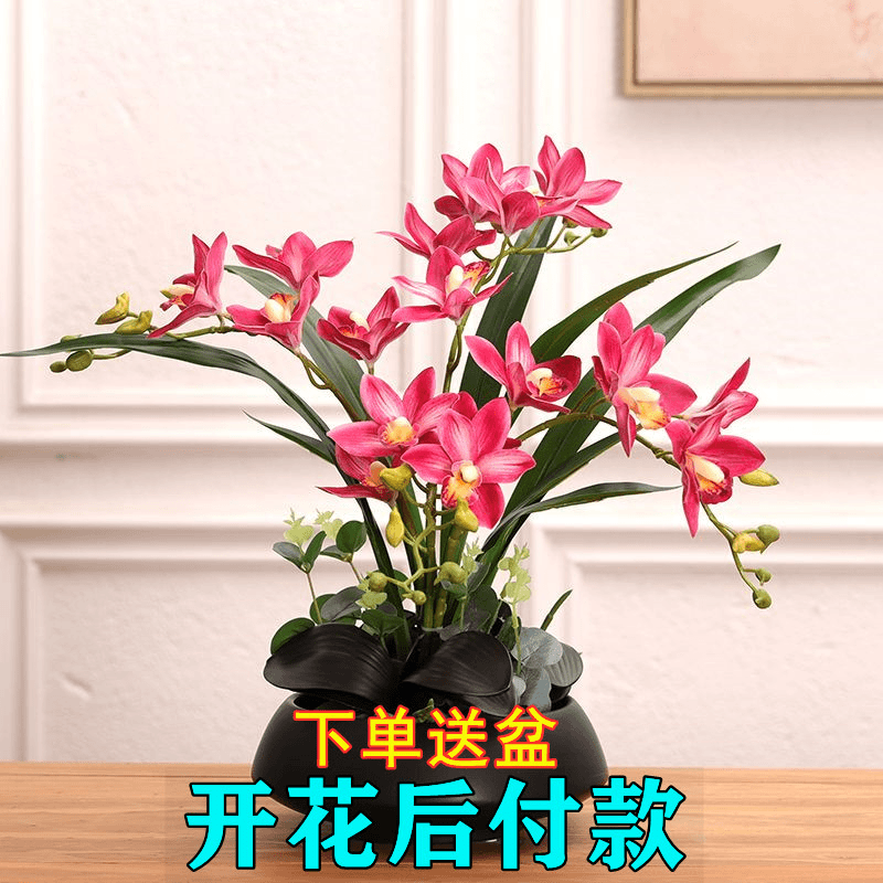 浓香型植物盆栽浓香型好养精品阳台浓香型植物精品名贵兰花四季开