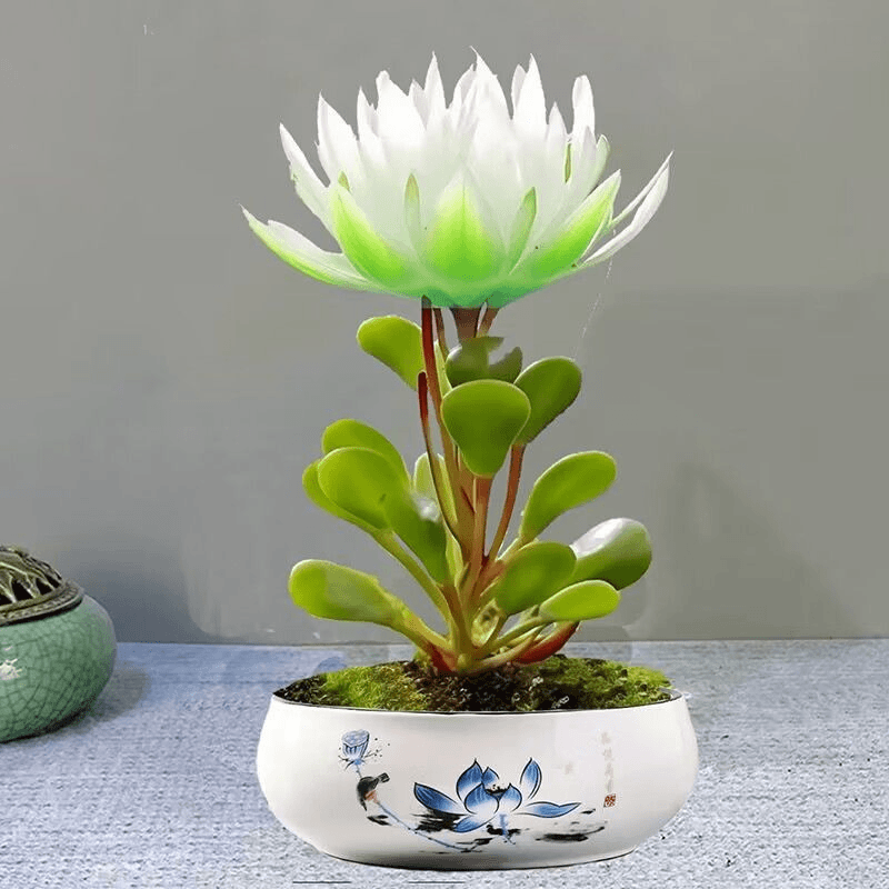 新品招财福寿莲室内懒人花植株水培花卉家庭客厅养护土培耐寒花卉