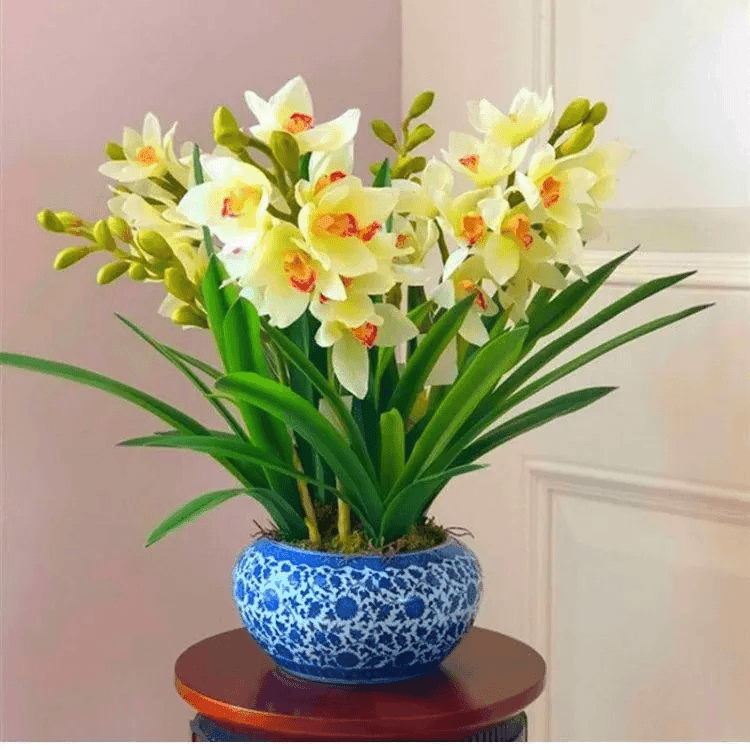 新品浓香型球根香味四季开花耐寒耐热发芽花卉种植办公桌超好养