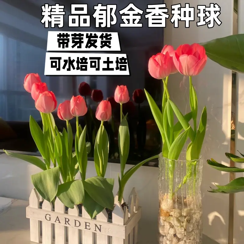 郁金香种球五度球荷兰进口土培水培耐寒盆栽种子水培植物阳台种植