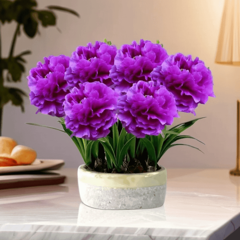 【耐寒耐热】紫月兰大花重瓣耐寒四季阳台盆栽地载绿植花卉园绿植球