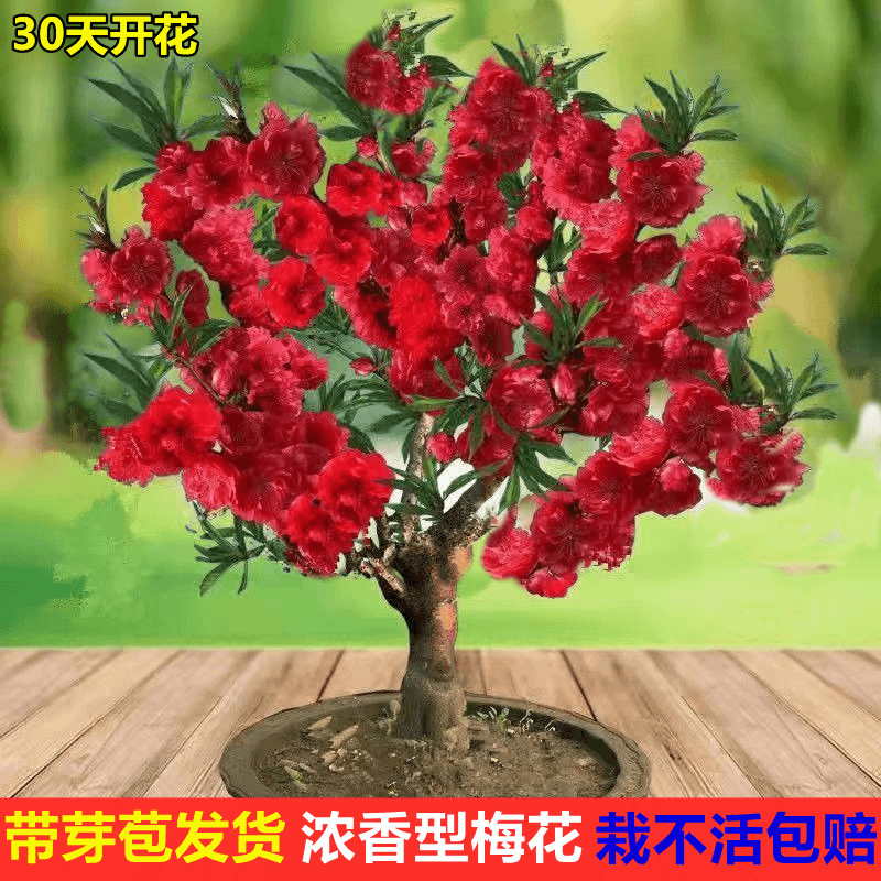 【带芽苞】腊梅梅花盆栽地栽老桩浓香型耐寒植物冬天开花庭院花卉