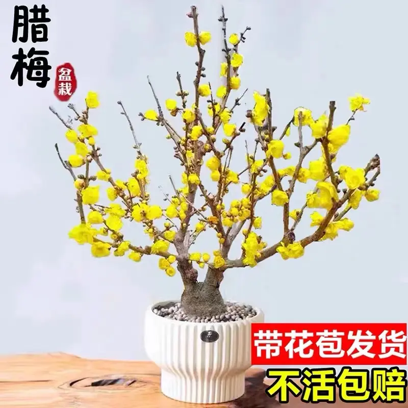 耐寒腊梅浓香【带花苞】二十天开花梅花地栽树苗四季开花卉室外绿植
