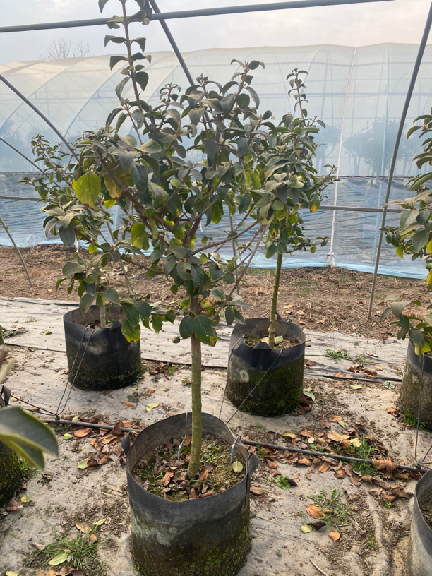 中华木绣球大花斗球独杆棒棒糖3-4公分地栽盆栽别墅庭院