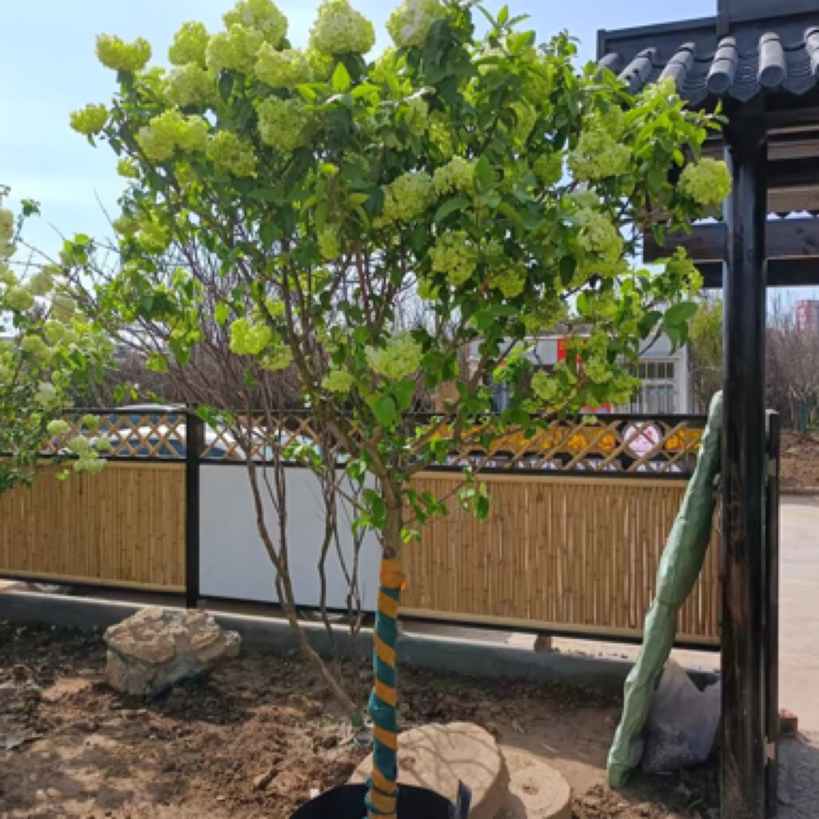 高杆中华木绣球大花斗球杆高1米粗度2.5-3公分耐寒耐旱原生木绣球