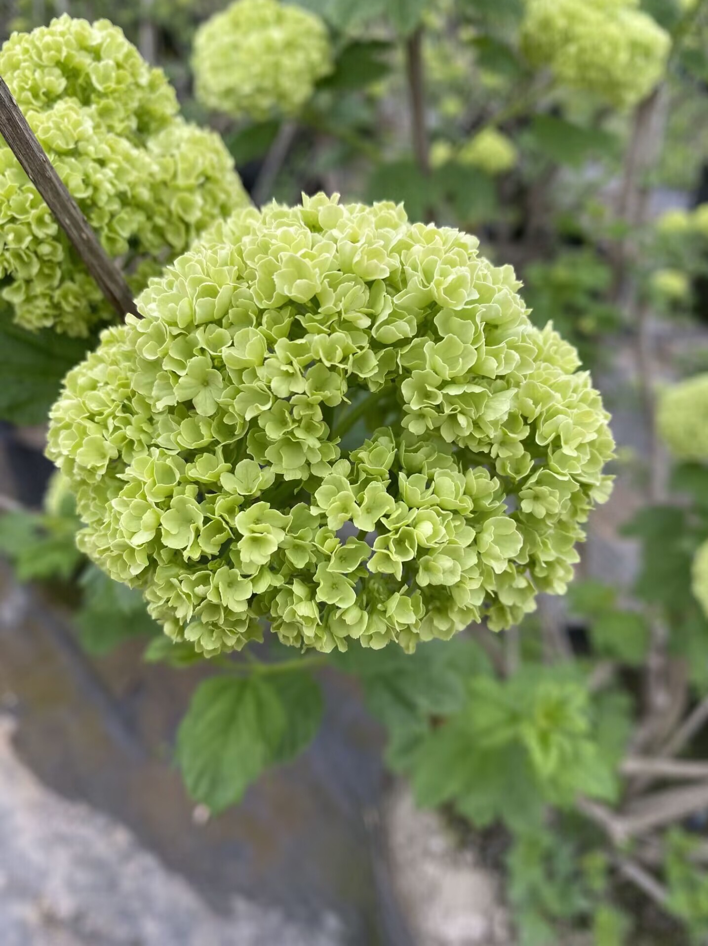 欧洲木绣球花量多耐旱盆栽地栽庭院花卉