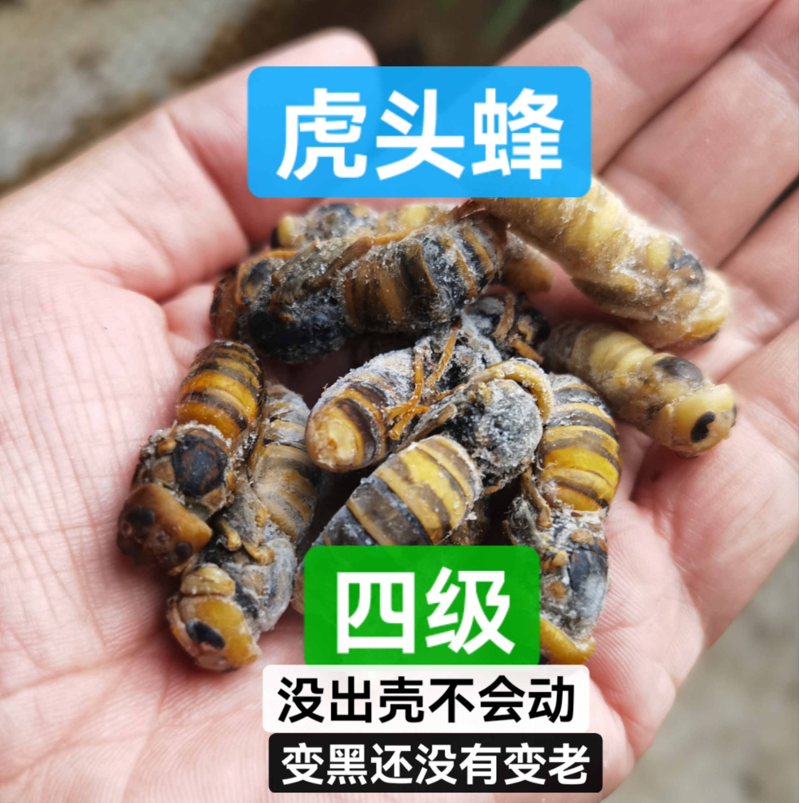 虎头蜂野生4级蜂蛹天然新鲜马蜂蛹活体干油炸即吃营养泡酒500g