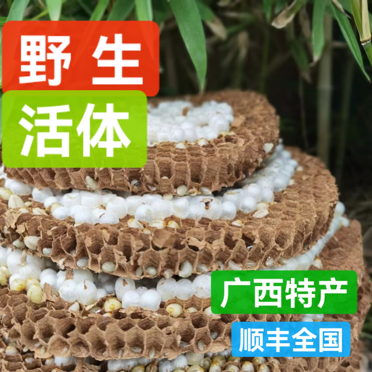 树蜂鲜活现场称重葫芦蜂马蜂虎头蜂野生广西十万大山
