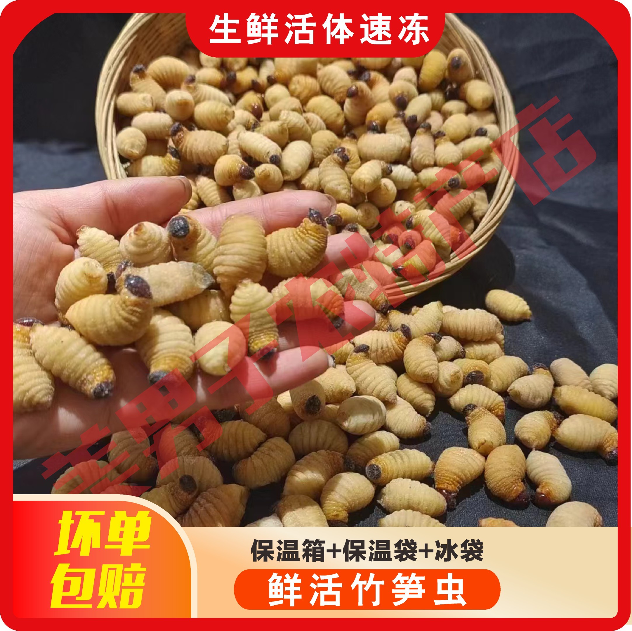 【四川直发】竹笋虫  鲜活速冻  昆虫美食   油炸香酥  下酒高蛋白 