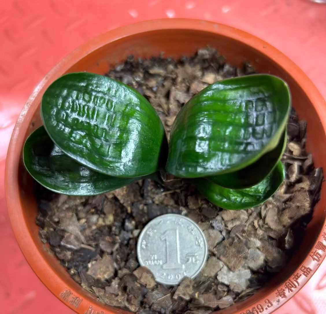 童验精品君子兰圆头和尚微短系列