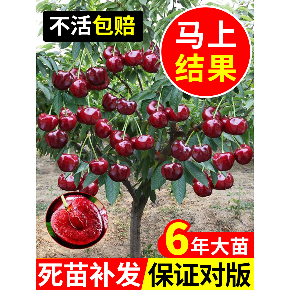 智利车厘子树苗嫁接美早樱桃树苗南北方种植盆栽地栽庭院当年结果