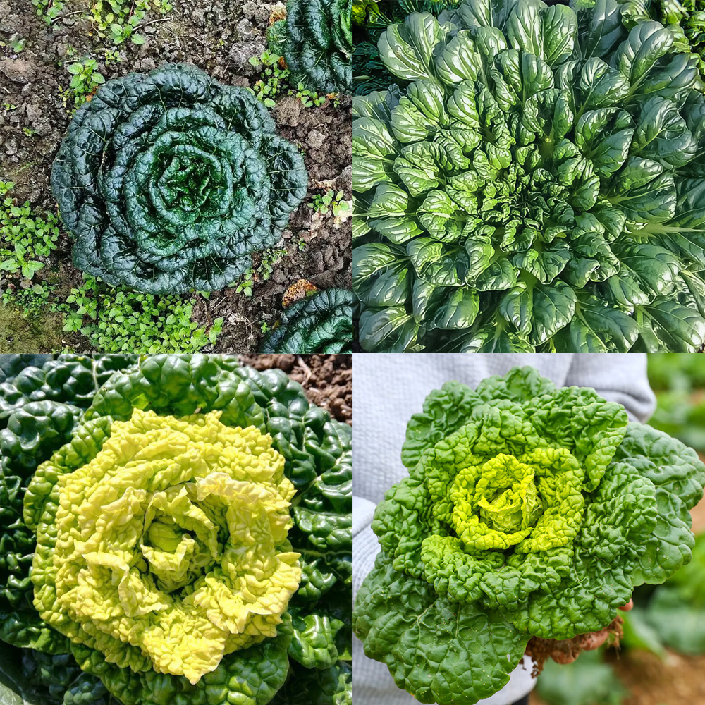 正品乌塌菜种子黑心乌塌菜黄心乌塌菜特耐寒越冬蔬菜乌菜籽黑塌菜
