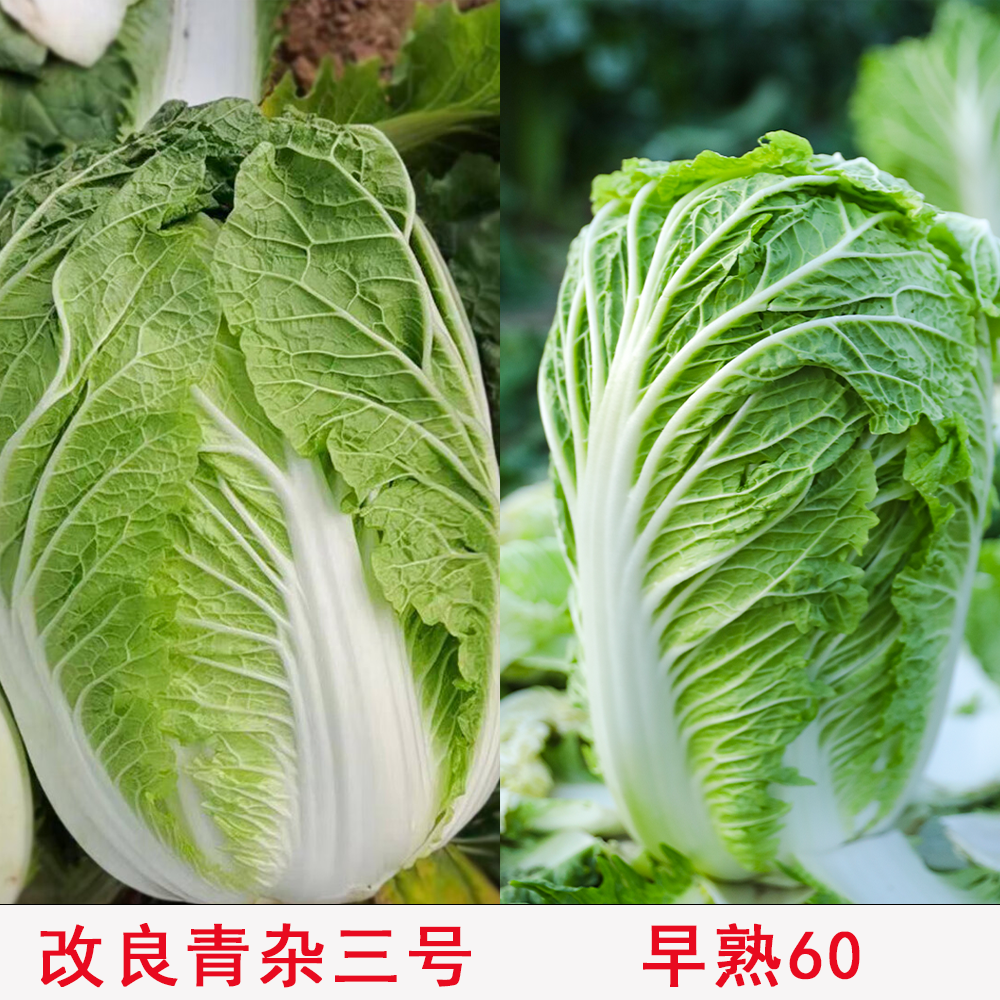大白菜种子改良青杂三早熟采收抗病高产阳台四季南北方包心紧