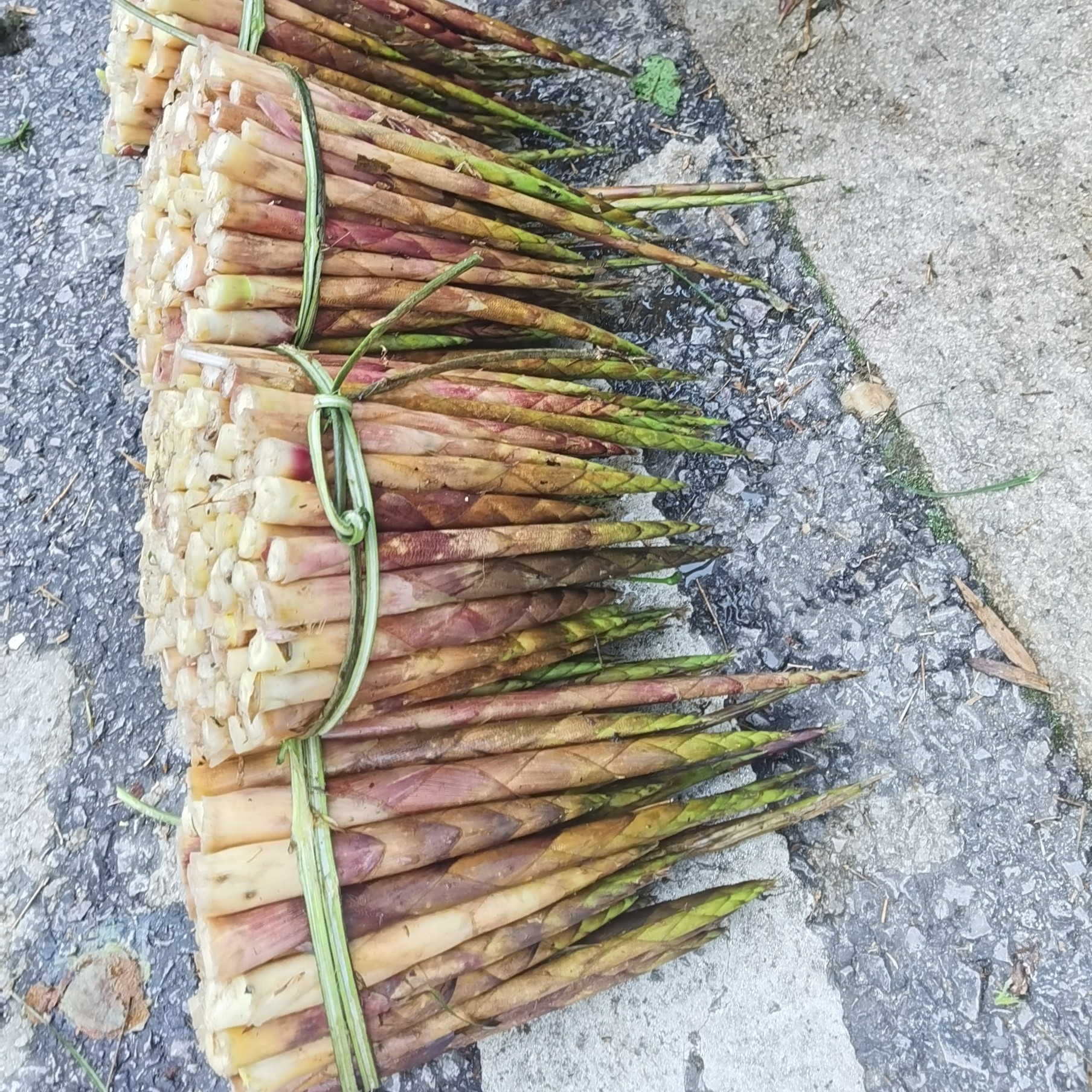 2025贵州现打现发新鲜笋5斤起（泡沫箱＋冰袋）包邮