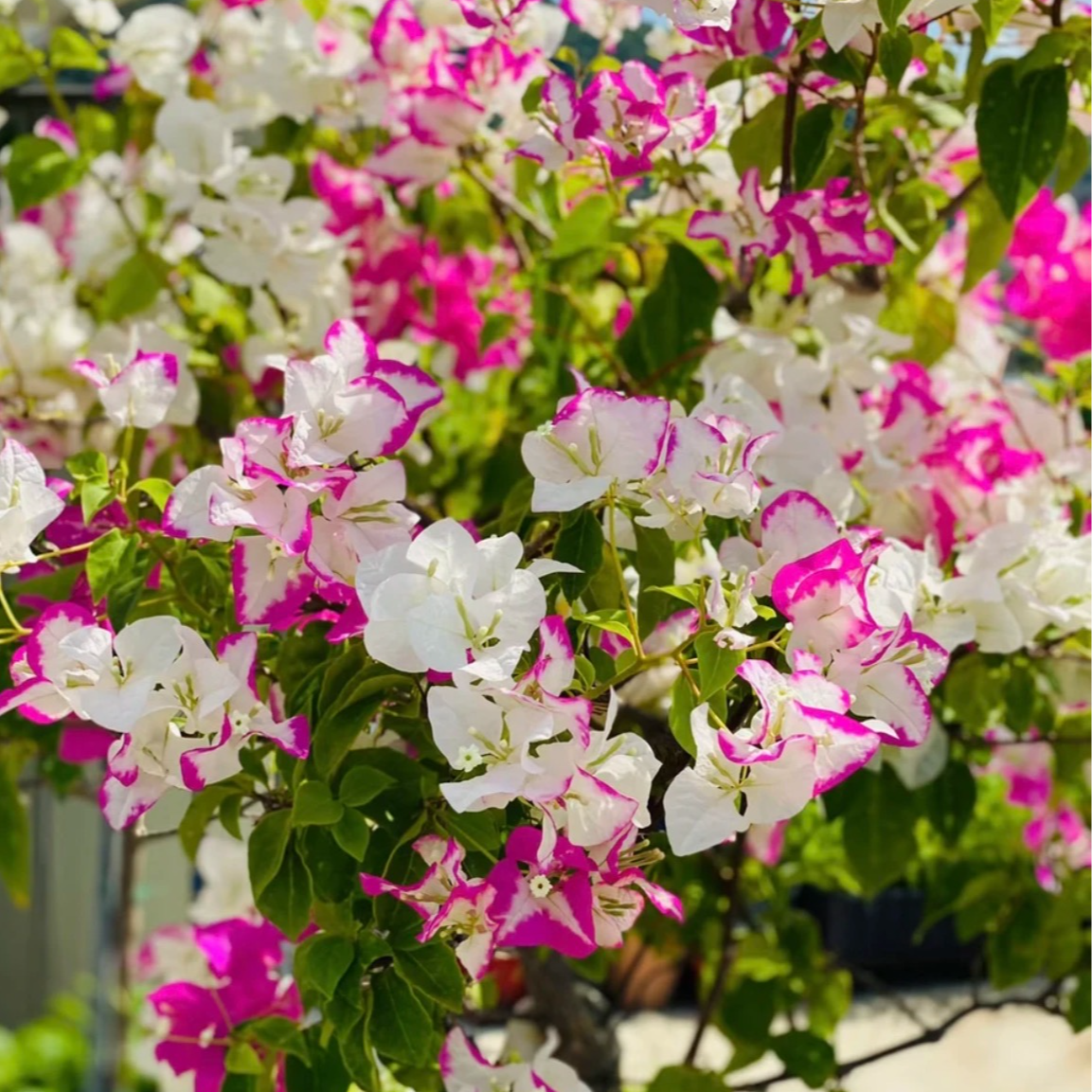 三角梅一物一拍链接